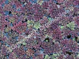 Image result for Azolla pinnata