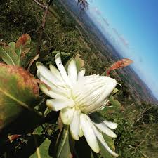 Image result for Protea madiensis