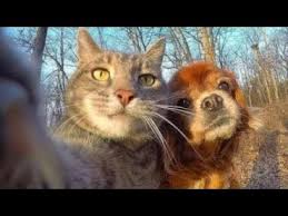 Funny Dogs Videos Try Not To Laugh Clean Funny Dog And Cat Videos This is the cutest and best video ever.