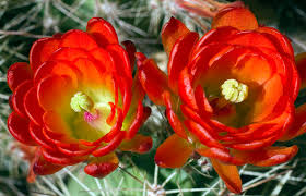 Use them in commercial designs under lifetime, perpetual & worldwide rights. Wildflowers Of New Mexico