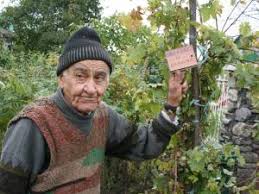 Soiuri de struguri fara samburi. Local Un Profesor Pasionat De Viticultura Sustine Ca A Adaptat Soiuri Nobile De Vita De Vie La Clima Din Judet Monitorul De Suceava Vineri 4 Octombrie 2013