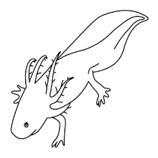 Derpy axolotl axolotl vector axolotl base anime axolotl drawings armadillo drawing easy axolotl diagram axolotl wooper axolotl crafts axolotl character axolotl fish drawing axolotl drawing. Learn How To Draw Animals Step By Step Page 116