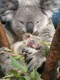 Pin By Rough Ready Media On Animals Insects And More Koala Australia Animals Baby Koala