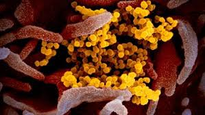 Portugal, with just over 10 million people, has reported 6,619 deaths and a total of 394,573 infections, up by 1,577 cases from saturday. Corona Resmi Masuk Portugal Pria 60 Tahun Terinfeksi