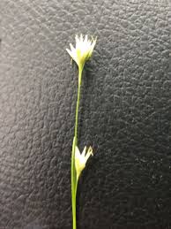 Image result for Rhynchospora brevirostris