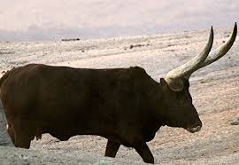 Ankole cattle - | Ankole cattle, Ankole ...