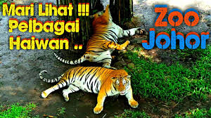 Jika sebelum ini zoo negara yang dikhabarkan. Lihat Haiwan Pelbagai Spesis Zoo Johor Youtube