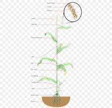 Therefore plant as early as possible. Maize Popcorn Diagram Sweet Corn Plant Png 394x795px Maize Baby Corn Branch Cereal Corn Download Free