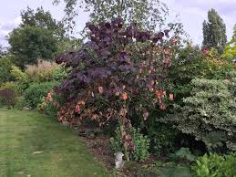 Image result for Diplolophium buchananii