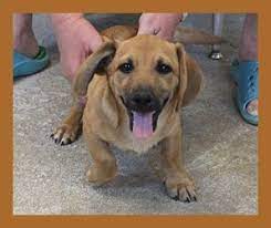 Adopt Goliath Aa On Petfinder Dachshund Dog Goliath Dachshund Mix