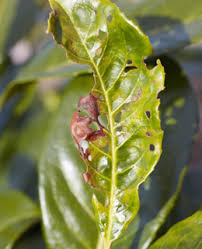 If you see damage in the foliage of ornamentals in late summer or fall, it is not. Look After Your Plants Coryneum Blight