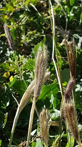 Image result for Chloris roxburghiana