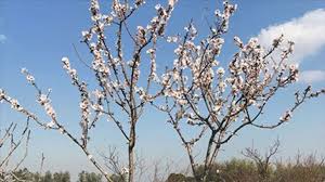 Clima Coldiretti Puglia Paesaggio Primaverile In Puglia Per Le Temperature Paesaggi