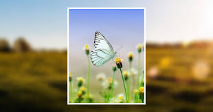 Sharon Faye (Brough) Newsome Obituary March 9, 2021