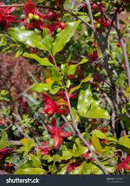 Image result for Ochna confusa