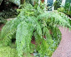 Image result for Asplenium gemmiferum