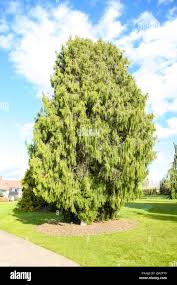Image result for Cupressus funebris
