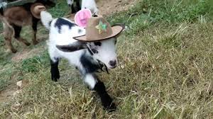 Hitta perfekta cow wearing hat bilder och redaktionellt nyhetsbildmaterial hos getty images. Pin On Goats
