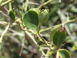 Image result for Gymnosporia maranguensis
