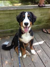 Bernese Mountain Dog Puppy Black And White 4 Month Old Bernese Mountain Dog 3 Bernese Mountain Dog Mountain Dogs Dogs