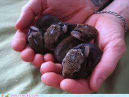 Cute bunny pictures animal pictures animals and pets funny animals cute baby bunnies snow bunnies dwarf bunnies adorable bunnies cute little animals. Bunday How Tiny Daily Squee Cute Animals Cute Baby Animals Cute Animal Pictures Animal Gifs Gif Animals