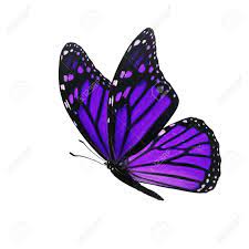 Download this free picture about monarch butterfly flower blossom from pixabay's vast library of public domain images and videos. Schoner Purpurroter Monarchfalter Lokalisiert Auf Weissem Hintergrund Lizenzfreie Fotos Bilder Und Stock Fotografie Image 83939225