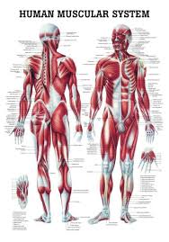 Produce wrist and/or finger flexion. The Human Muscular System Laminated Anatomy Chart