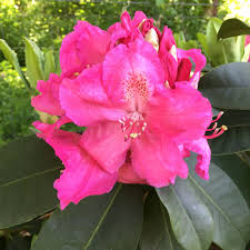 Antoon Van Welie Rhododendron Rainier Rhododendrons Rhododendron Flowers Plants