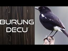 Decu wulung isian lagu mp3 download from mp3 lagu mp3. Burung Decu Wulung Si Kacer Mini Yang Mulai Langka Youtube
