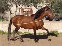 Immer mehr spanische pferde finden den weg in unsere heimatställe. Andalusier Hengst 5 Jahre 160 Cm Brauner Andalusier Andalusier Pferd Pferde