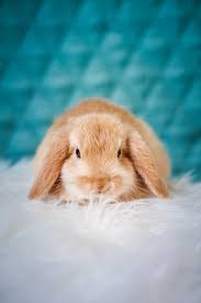 Bunnies wallpapers in ultra hd or 4k. 500 Rabbit Pictures Hd Download Free Images On Unsplash