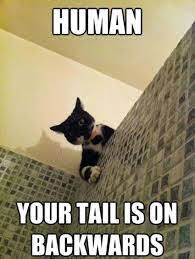 Funny Cat Shower Human Backwards Tail Funny Cat Pictures Funny Cat Memes Funny Animals