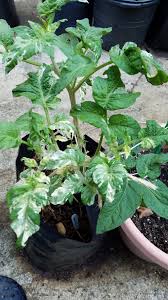 Maybe you would like to learn more about one of these? Craig Lehoullier The 2017 Season Review Part 5 Dwarf Tomato Project R D Results
