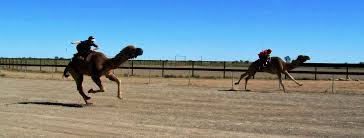 Dawg is a term to identify someone you would usually hang out with. A Z Of Australian Country Towns Part 1 Redzaustralia