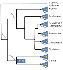 Image result for Equilabium petiolare