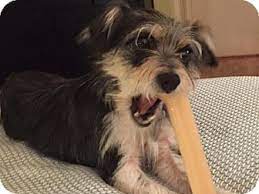 We take pride in producing we are a small family breeder of teacup, toy, & miniature schnauzers located in the gorgeous hill country of south texas in the san antonio and austin areas. Austin Tx Miniature Schnauzer Meet Nico A Pet For Adoption