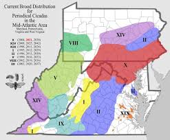 Brood X Periodical Cicadas Faq U S National Park Service