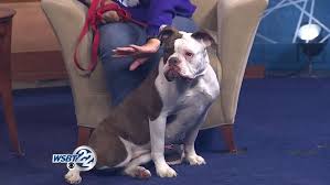 They have a lot of heart and a powerful sense of protection towards their loved ones. Roxy The Alapaha Blue Blood Bulldog Needs A Forever Home Wsbt