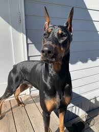 Doberman Dobermanpinscher Dog Dogsofinstagram Dogs Dobie Dobermansofinstagram Dobermanpride Dobermann K In 2020 Doberman Pinscher Dog Doberman Dogs Animals