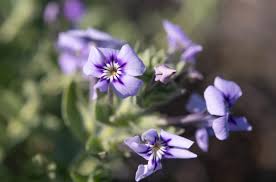 Image result for Jamesbrittenia