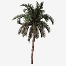 Pokok kelapa sawit juga mempunyai buah yang berisi padat. Gambar Tarikh Pokok Kelapa Sawit Tanam Clipart Hijau Taman Png Dan Psd Untuk Muat Turun Percuma