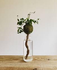Self Watering Kokedama Decor Made By Mayaaplants Plants Plant Decor Indoor Plants