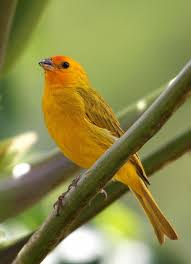 Canario Da Terra O Que Come Canario Da Terra Saffron Finch Sicalis Flaveola Nature Birds Canary Birds Wild Birds