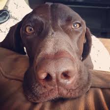 My Boy Aka Mr Big Nose German Shorthaired Pointer German Shorthair Best Dogs