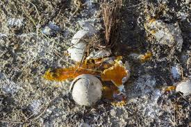 We did not find results for: 354 Seagull Egg Photos Free Royalty Free Stock Photos From Dreamstime