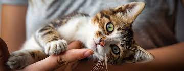 You may identify this condition by the circular rosy lesion that it causes. Ringworm In Cats Symptoms Treatment Methods Purina