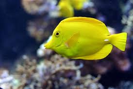 Sump tank ialah akuarium yang diletakkan di bawah akuarium utama untuk dijadikan sebagai penapis. Mau Sukses Bisnis Ikan Hias Air Laut Coba Beberapa Tips Sukses Berikut Ini