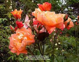The flowers of westerland rose are large and uniform is shape. Rose Rosa Westerland In The Roses Database Garden Org