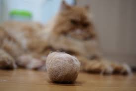 If your cat is eating a poor quality, rendered diet, it could be a contributor. Cat Hairball Trichobezoar Causes Symptoms Signs