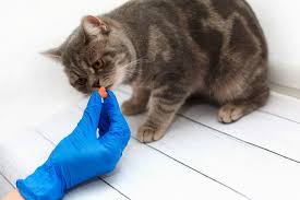My cats dose is.75 ml … read more. Can Cats Take Amoxicillin Important To Know Kitty Cats Blog
